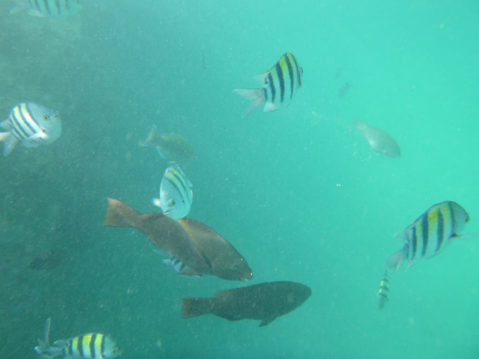 Fischis in der Lagune Pickalbatros Citadel Resort