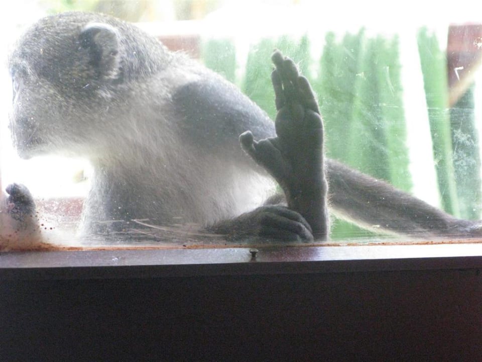 Ciekawska małpka Neptune Village Beach Resort & Spa