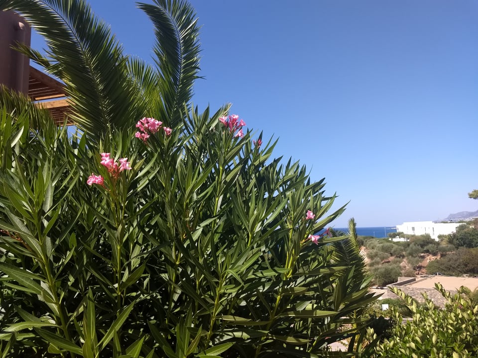 Gartenanlage Atlantica Mikri Poli Crete