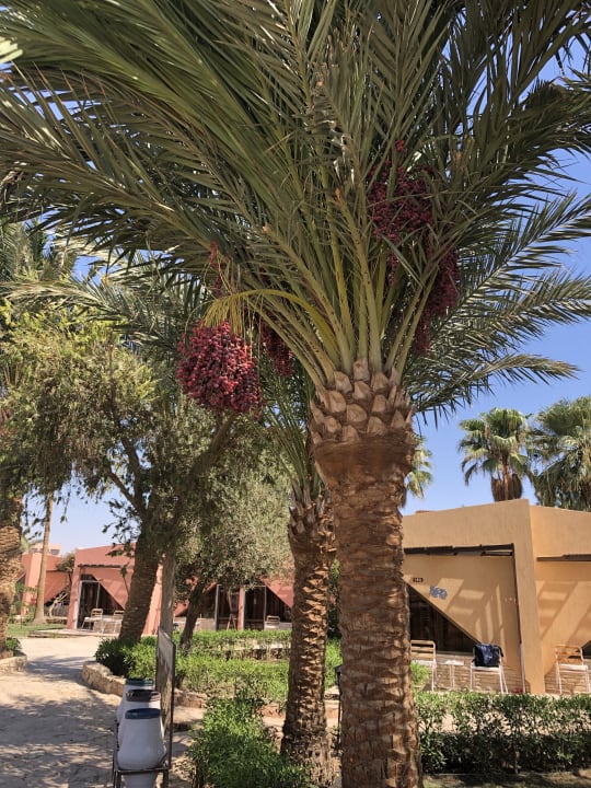 Gartenanlage Eagles Paradise Abu Soma