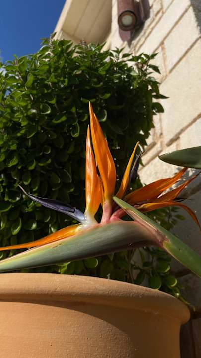 Außenansicht Cactus Royal