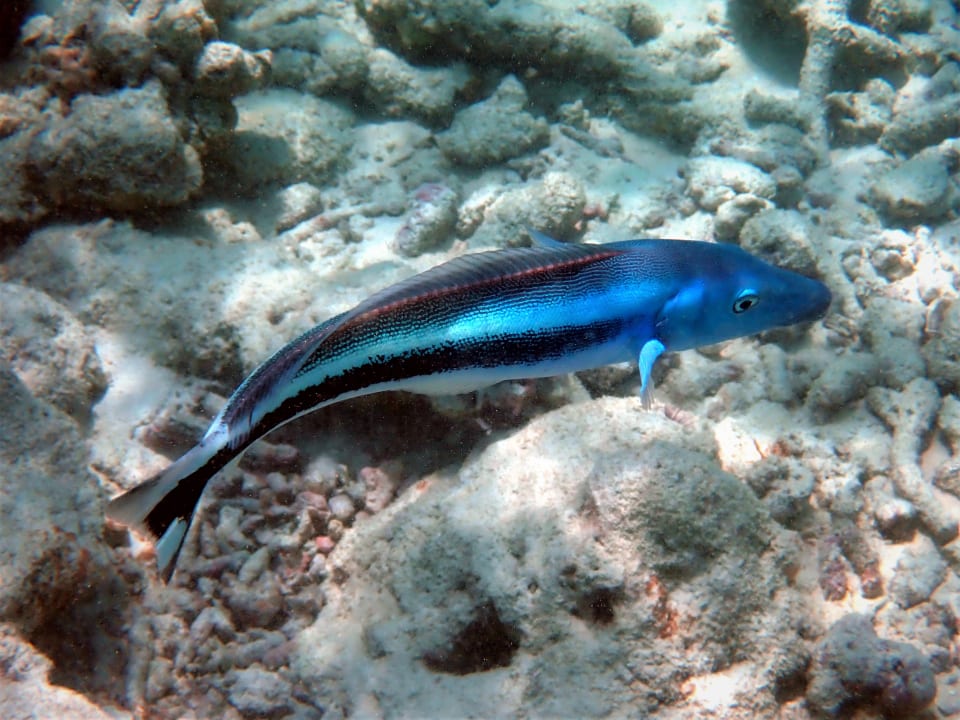 Sport & Freizeit NH Collection Maldives Reethi Resort