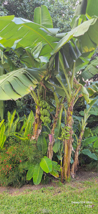 Gartenanlage Iberostar Waves Paraiso del Mar