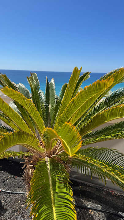 Gartenanlage Royal Palm Resort & Spa - Adults only