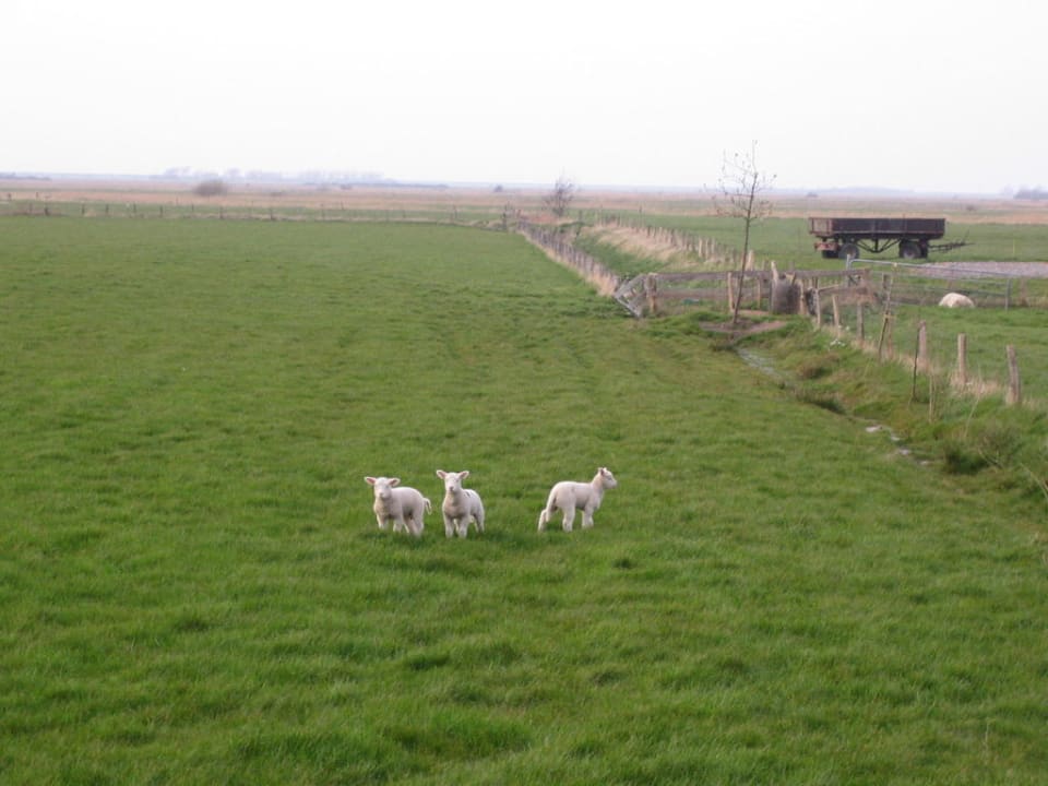 Blick aus dem Schlafzimmer Ferienwohnung Hüs Dikstian
