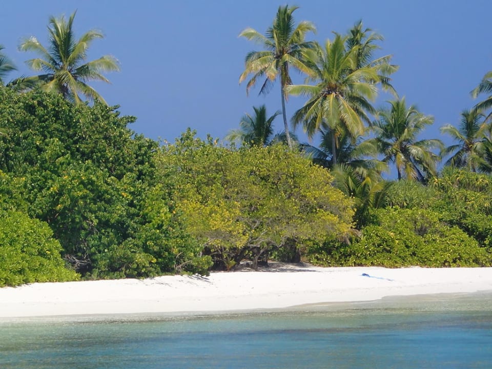 Strand und Vegetation Kuramathi Maldives