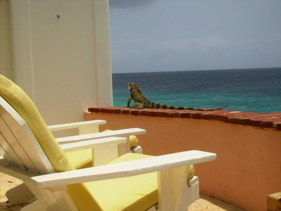 Auf unserer Terrasse mit tierischen Gast Sun Reef Village on Sea