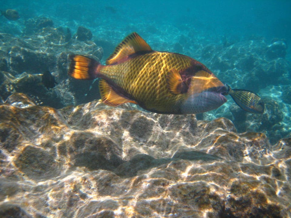 Riesendrückerfisch Kuramathi Maldives