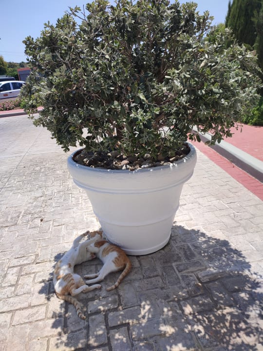 Sonstiges Atlantica Marmari Palace