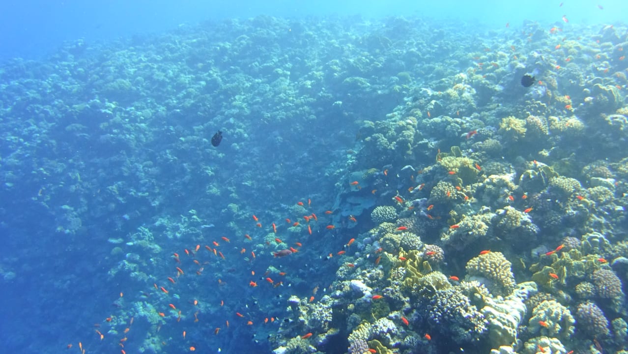 Strand Steigenberger Coraya Beach - Adults only