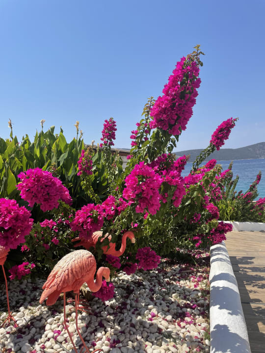 Gartenanlage TUI MAGIC LIFE Bodrum - Adult Only (16+)