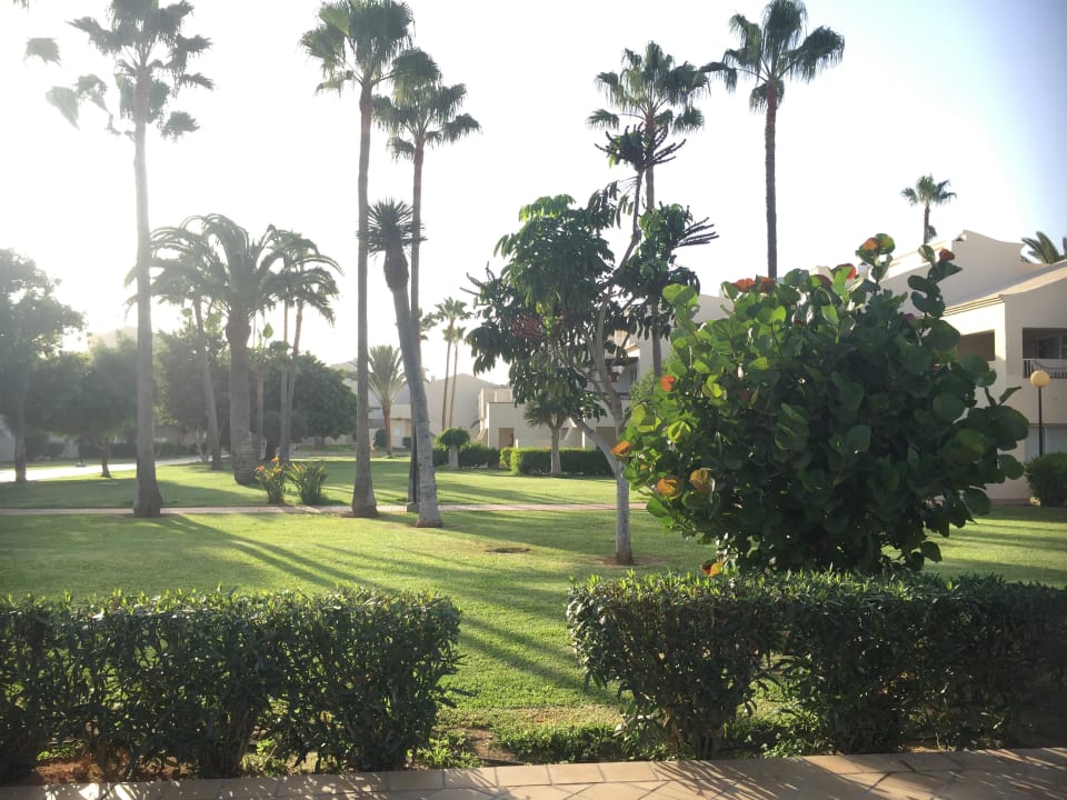 Gepflegte Außenanlagen  Hotel Riu Oliva Beach - Hotel