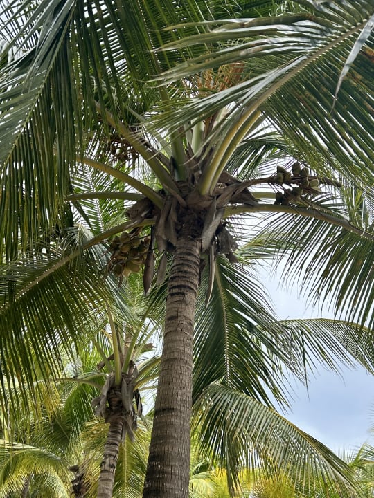 Gartenanlage Hotel Viva Dominicus Palace by Wyndham-All Inclusive Resort