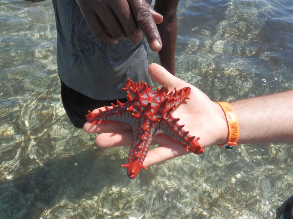Roter Seestern Neptune Palm Beach Boutique Resort & Spa