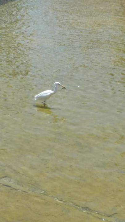 Strand Pickalbatros Citadel Resort