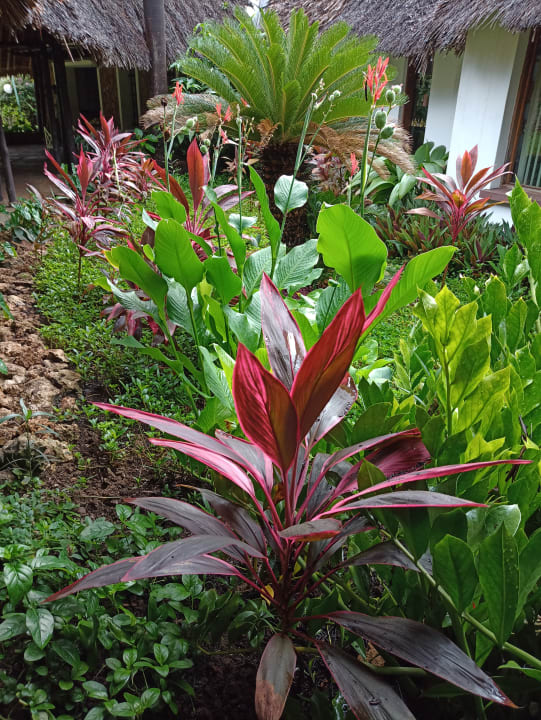 Gartenanlage Bahari Beach Hotel