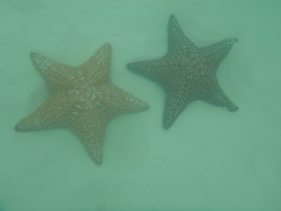 Sport & Freizeit Hotel Viva Dominicus Beach by Wyndham - All Inclusive Resort