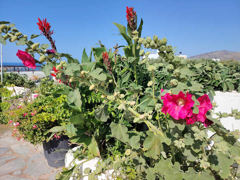 Gartenanlage Hotel South Coast