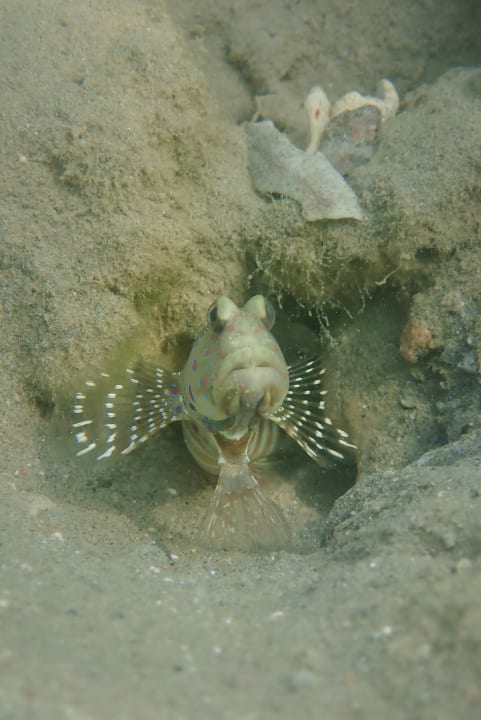 Strand Steigenberger Coraya Beach - Adults only