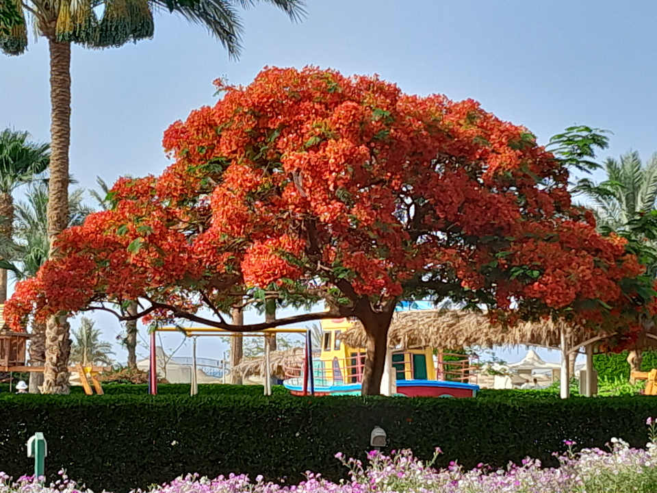 Gartenanlage Desert Rose