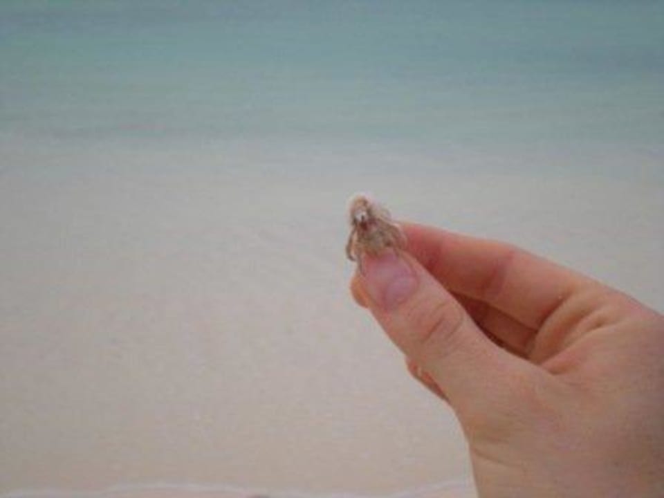 Einsiedlerkrebs Kuramathi Maldives