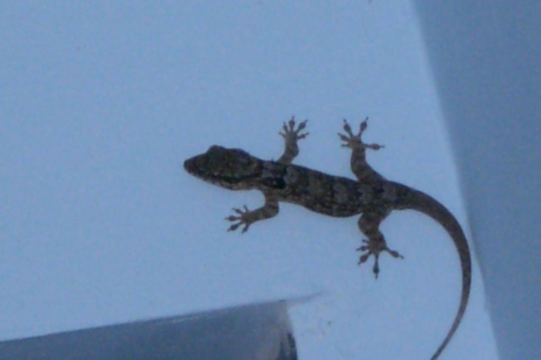 Mitbewohner Sunset at the Palms Resort - Adults Only