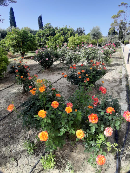 Gartenanlage Hotel Natura Beach