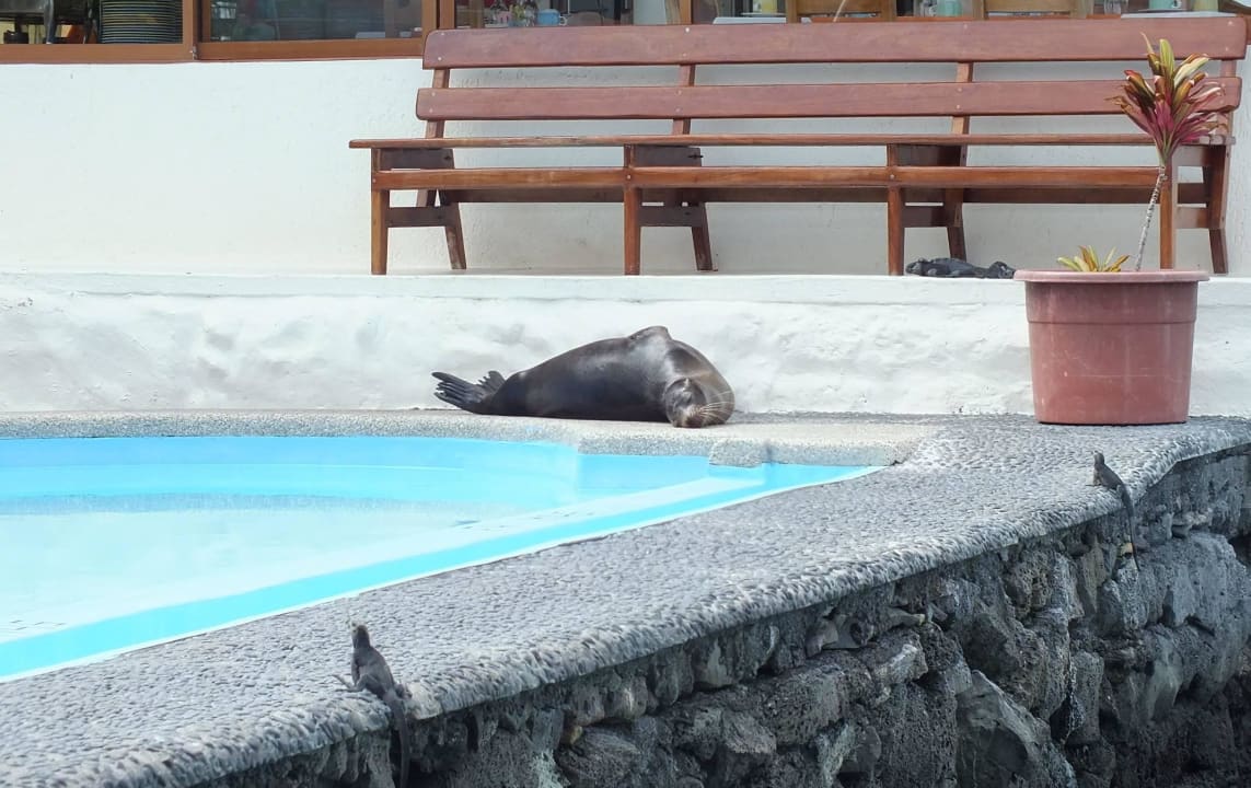 Котик и игуаны у бассейна Hotel Solymar