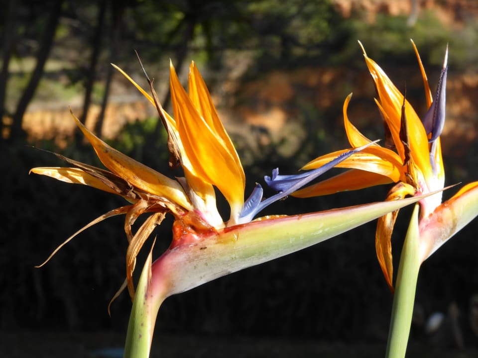 Hotel Porto Bay Falésia  PortoBay Falésia