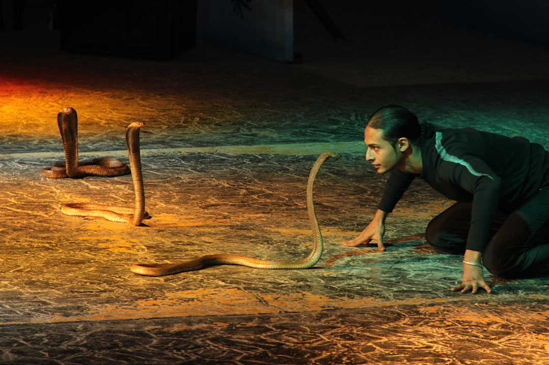 Cobrashow Pickalbatros Alf Leila Wa Leila Resort - Neverland Hurghada