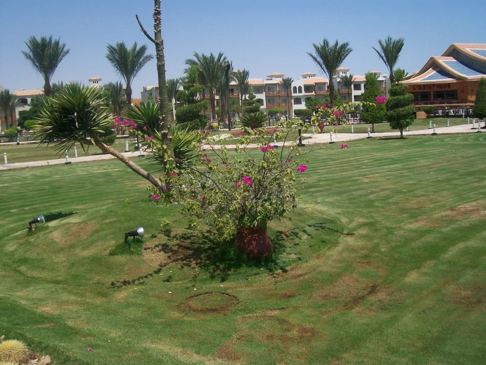Alles grün Pickalbatros Dana Beach Resort - Hurghada