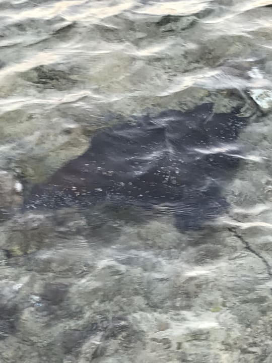 Strand Steigenberger Coraya Beach - Adults only