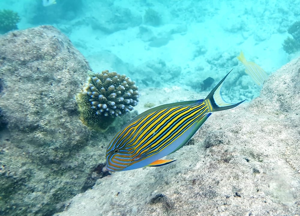 Sport & Freizeit Summer Island Maldives