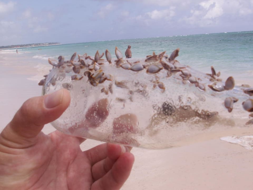 Von Muscheln belagerte Flasche Punta Cana Princess All Suites Resort & Spa