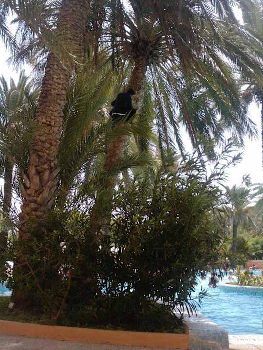 Animation El Ksar Resort & Thalasso