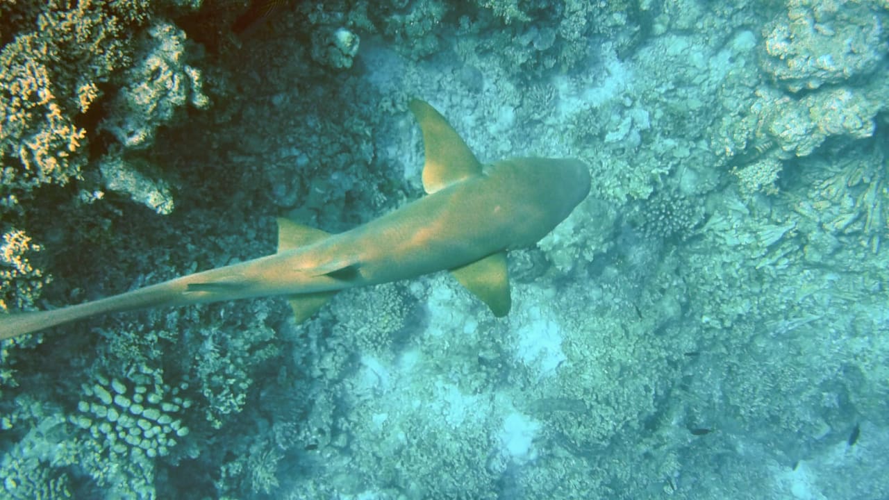 Sport & Freizeit Summer Island Maldives