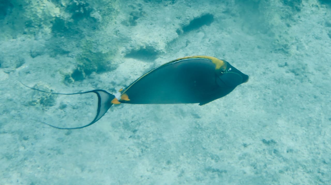 Strand Three Corners Fayrouz Plaza Beach Resort