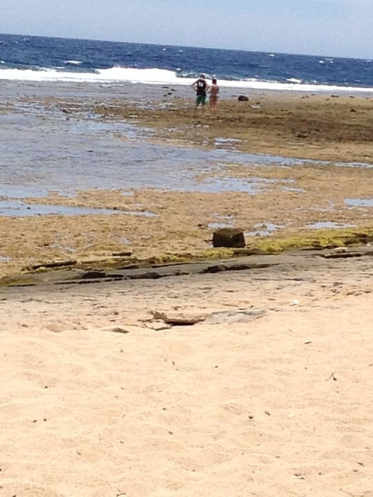 Idioten auf dem riffdach bei ebbe Coral Sun Beach