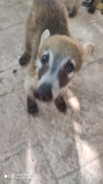 Gartenanlage Catalonia Playa Maroma