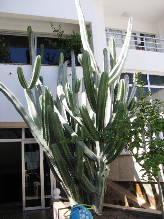 Ein/Ausgang vom Hotel zum Pool Hotel Europalace