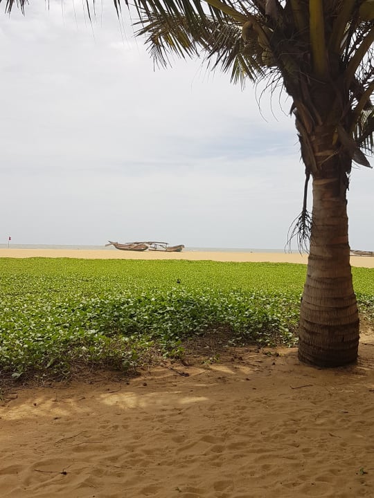 Beach Hotel Jetwing Beach