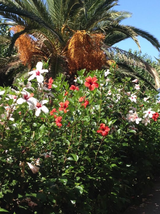 Palme mit Gartenbepflanzung Phãea Cretan Malia
