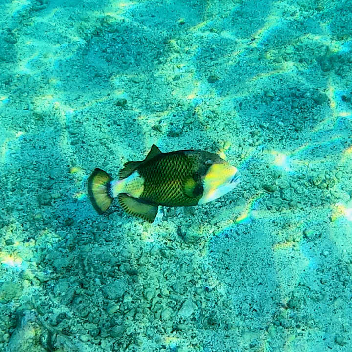 Sport & Freizeit Mövenpick Resort El Quseir