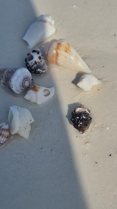 Strand Neptune Pwani Beach Resort & Spa