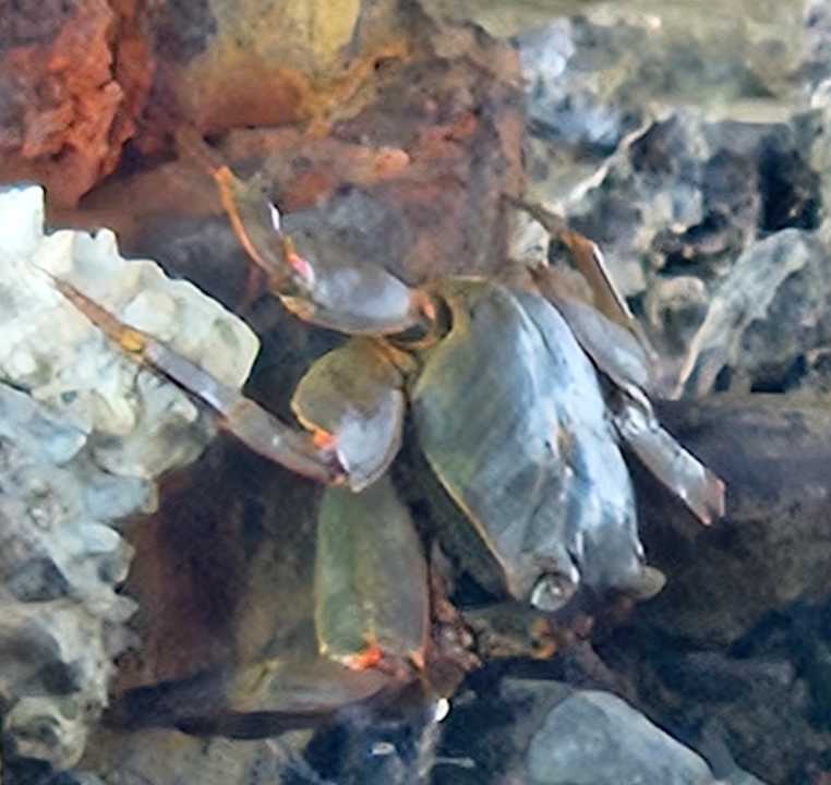 Strand Cleopatra Luxury Resort Makadi Bay