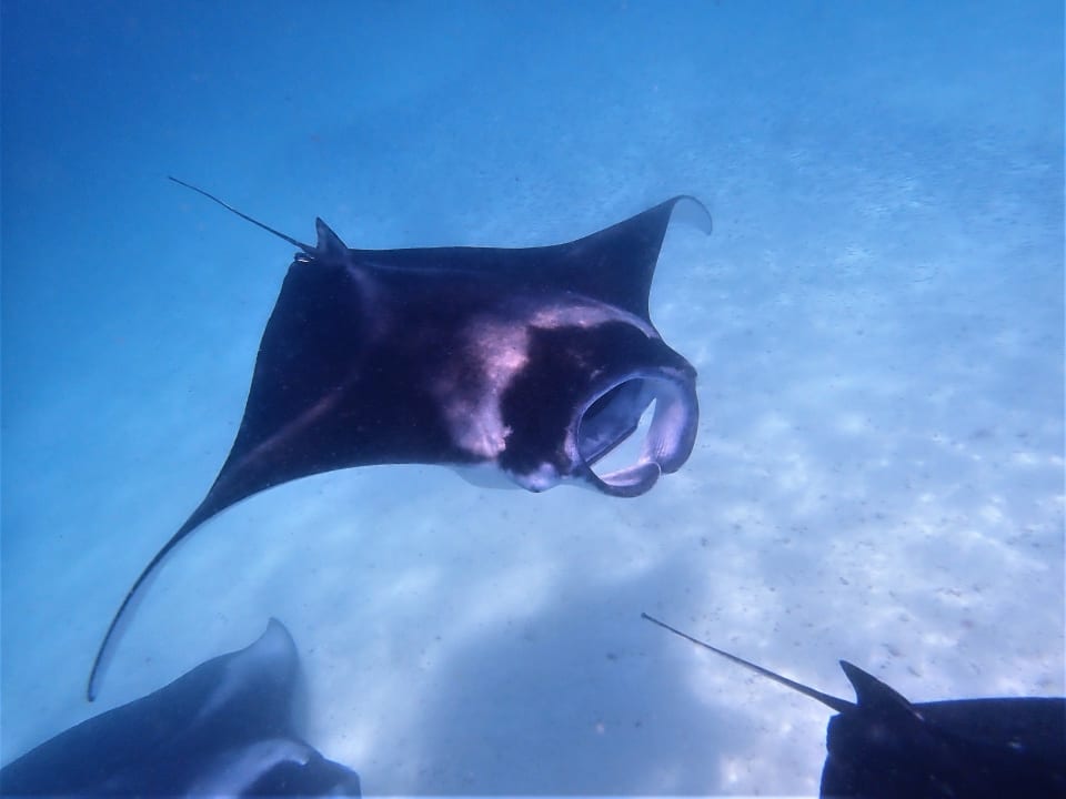 Sport & Freizeit NH Collection Maldives Reethi Resort