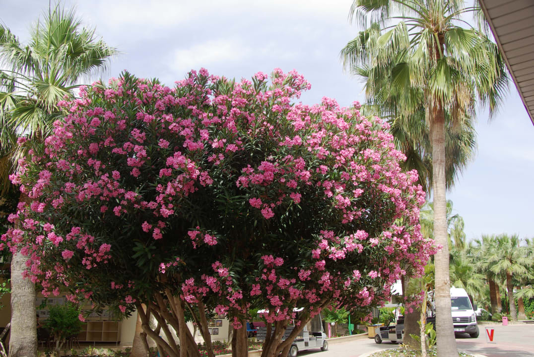 Oleander - Baum  VONRESORT Golden Beach