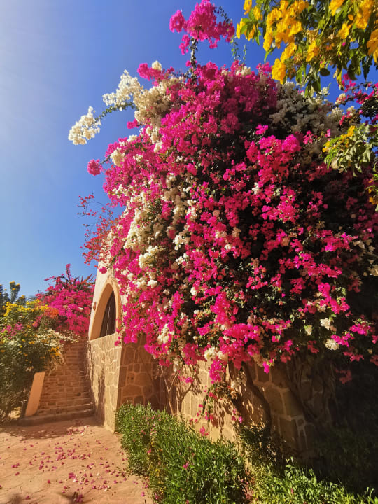 Gartenanlage Dream Lagoon Resort & Aqua Park