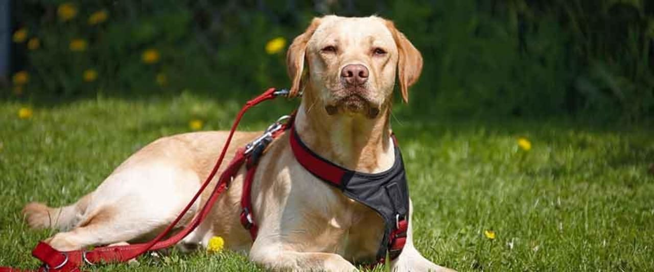 Urlaub mit Hundeschule World of Animals 4 Pfoten Resort