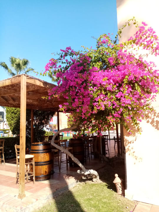 Gartenanlage Jaz Makadi Oasis Resort